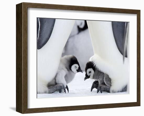 Emperor Penguin Chicks, Snow Hill Island, Weddell Sea, Antarctica, Polar Regions-Thorsten Milse-Framed Photographic Print