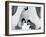 Emperor Penguin Chicks, Snow Hill Island, Weddell Sea, Antarctica, Polar Regions-Thorsten Milse-Framed Photographic Print