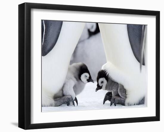 Emperor Penguin Chicks, Snow Hill Island, Weddell Sea, Antarctica, Polar Regions-Thorsten Milse-Framed Photographic Print