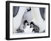 Emperor Penguin Chicks, Snow Hill Island, Weddell Sea, Antarctica, Polar Regions-Thorsten Milse-Framed Photographic Print