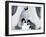 Emperor Penguin Chicks, Snow Hill Island, Weddell Sea, Antarctica, Polar Regions-Thorsten Milse-Framed Photographic Print