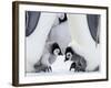 Emperor Penguin Chicks, Snow Hill Island, Weddell Sea, Antarctica, Polar Regions-Thorsten Milse-Framed Photographic Print