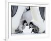 Emperor Penguin Chicks, Snow Hill Island, Weddell Sea, Antarctica, Polar Regions-Thorsten Milse-Framed Photographic Print