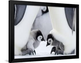 Emperor Penguin Chicks, Snow Hill Island, Weddell Sea, Antarctica, Polar Regions-Thorsten Milse-Framed Photographic Print