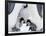 Emperor Penguin Chicks, Snow Hill Island, Weddell Sea, Antarctica, Polar Regions-Thorsten Milse-Framed Photographic Print