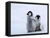 Emperor Penguin Chicks, Snow Hill Island, Weddell Sea, Antarctica, Polar Regions-Thorsten Milse-Framed Stretched Canvas