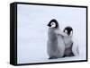 Emperor Penguin Chicks, Snow Hill Island, Weddell Sea, Antarctica, Polar Regions-Thorsten Milse-Framed Stretched Canvas