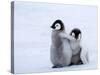 Emperor Penguin Chicks, Snow Hill Island, Weddell Sea, Antarctica, Polar Regions-Thorsten Milse-Stretched Canvas