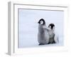 Emperor Penguin Chicks, Snow Hill Island, Weddell Sea, Antarctica, Polar Regions-Thorsten Milse-Framed Photographic Print