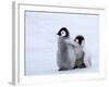 Emperor Penguin Chicks, Snow Hill Island, Weddell Sea, Antarctica, Polar Regions-Thorsten Milse-Framed Photographic Print