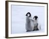 Emperor Penguin Chicks, Snow Hill Island, Weddell Sea, Antarctica, Polar Regions-Thorsten Milse-Framed Photographic Print