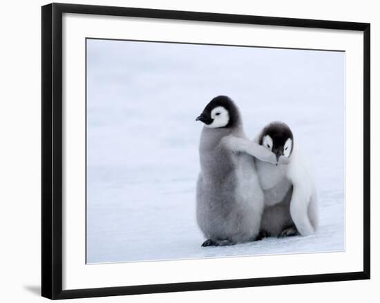 Emperor Penguin Chicks, Snow Hill Island, Weddell Sea, Antarctica, Polar Regions-Thorsten Milse-Framed Photographic Print