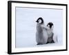 Emperor Penguin Chicks, Snow Hill Island, Weddell Sea, Antarctica, Polar Regions-Thorsten Milse-Framed Photographic Print