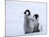 Emperor Penguin Chicks, Snow Hill Island, Weddell Sea, Antarctica, Polar Regions-Thorsten Milse-Mounted Photographic Print