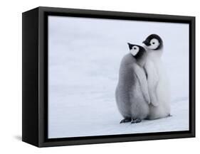 Emperor Penguin Chicks, Snow Hill Island, Weddell Sea, Antarctica, Polar Regions-Thorsten Milse-Framed Stretched Canvas