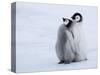 Emperor Penguin Chicks, Snow Hill Island, Weddell Sea, Antarctica, Polar Regions-Thorsten Milse-Stretched Canvas