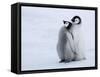Emperor Penguin Chicks, Snow Hill Island, Weddell Sea, Antarctica, Polar Regions-Thorsten Milse-Framed Stretched Canvas