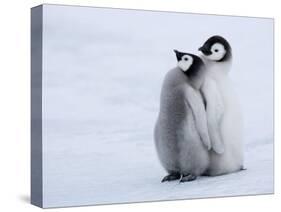 Emperor Penguin Chicks, Snow Hill Island, Weddell Sea, Antarctica, Polar Regions-Thorsten Milse-Stretched Canvas