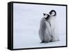 Emperor Penguin Chicks, Snow Hill Island, Weddell Sea, Antarctica, Polar Regions-Thorsten Milse-Framed Stretched Canvas