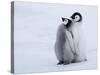 Emperor Penguin Chicks, Snow Hill Island, Weddell Sea, Antarctica, Polar Regions-Thorsten Milse-Stretched Canvas