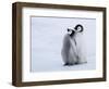 Emperor Penguin Chicks, Snow Hill Island, Weddell Sea, Antarctica, Polar Regions-Thorsten Milse-Framed Photographic Print