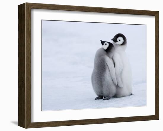 Emperor Penguin Chicks, Snow Hill Island, Weddell Sea, Antarctica, Polar Regions-Thorsten Milse-Framed Photographic Print