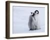 Emperor Penguin Chicks, Snow Hill Island, Weddell Sea, Antarctica, Polar Regions-Thorsten Milse-Framed Photographic Print