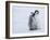 Emperor Penguin Chicks, Snow Hill Island, Weddell Sea, Antarctica, Polar Regions-Thorsten Milse-Framed Photographic Print