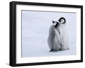 Emperor Penguin Chicks, Snow Hill Island, Weddell Sea, Antarctica, Polar Regions-Thorsten Milse-Framed Photographic Print