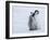 Emperor Penguin Chicks, Snow Hill Island, Weddell Sea, Antarctica, Polar Regions-Thorsten Milse-Framed Photographic Print