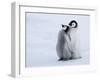 Emperor Penguin Chicks, Snow Hill Island, Weddell Sea, Antarctica, Polar Regions-Thorsten Milse-Framed Photographic Print