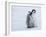 Emperor Penguin Chicks, Snow Hill Island, Weddell Sea, Antarctica, Polar Regions-Thorsten Milse-Framed Photographic Print