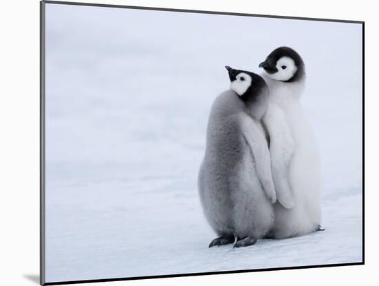 Emperor Penguin Chicks, Snow Hill Island, Weddell Sea, Antarctica, Polar Regions-Thorsten Milse-Mounted Photographic Print