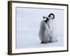 Emperor Penguin Chicks, Snow Hill Island, Weddell Sea, Antarctica, Polar Regions-Thorsten Milse-Framed Photographic Print