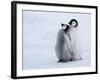 Emperor Penguin Chicks, Snow Hill Island, Weddell Sea, Antarctica, Polar Regions-Thorsten Milse-Framed Photographic Print