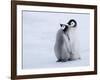 Emperor Penguin Chicks, Snow Hill Island, Weddell Sea, Antarctica, Polar Regions-Thorsten Milse-Framed Photographic Print