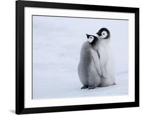 Emperor Penguin Chicks, Snow Hill Island, Weddell Sea, Antarctica, Polar Regions-Thorsten Milse-Framed Photographic Print