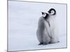 Emperor Penguin Chicks, Snow Hill Island, Weddell Sea, Antarctica, Polar Regions-Thorsten Milse-Mounted Photographic Print