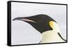 Emperor Penguin Close-Up of Head-null-Framed Stretched Canvas