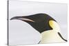 Emperor Penguin Close-Up of Head-null-Stretched Canvas