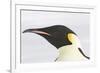 Emperor Penguin Close-Up of Head-null-Framed Photographic Print