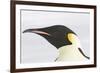 Emperor Penguin Close-Up of Head-null-Framed Photographic Print