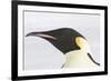 Emperor Penguin Close-Up of Head-null-Framed Photographic Print