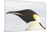 Emperor Penguin Close-Up of Head-null-Mounted Photographic Print