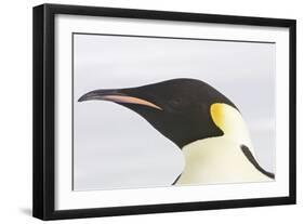 Emperor Penguin Close-Up of Head-null-Framed Photographic Print