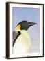 Emperor Penguin Close-Up of Head-null-Framed Photographic Print