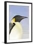 Emperor Penguin Close-Up of Head-null-Framed Photographic Print