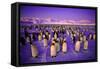 Emperor Penguin Colony in Twilight-null-Framed Stretched Canvas