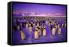 Emperor Penguin Colony in Twilight-null-Framed Stretched Canvas