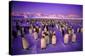 Emperor Penguin Colony in Twilight-null-Stretched Canvas